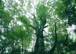 Datacraft Sozaijiten - 134 Forests & Light Falling Through Trees (200xHQ) 4wVSVJHK