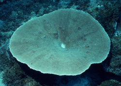 Datacraft Sozaijiten - 035 Corals and Marine Creatures (200xHQ) 9suaFWVV