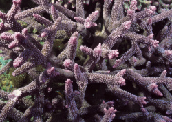 Datacraft Sozaijiten - 035 Corals and Marine Creatures (200xHQ) ElmonVqa