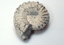 Datacraft Sozaijiten - 011 Fossils (200xHQ) GJH9rGa9