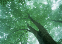 Datacraft Sozaijiten - 134 Forests & Light Falling Through Trees (200xHQ) MURAloge