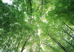 Datacraft Sozaijiten - 134 Forests & Light Falling Through Trees (200xHQ) NvTIIIyG