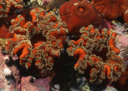 Datacraft Sozaijiten - 035 Corals and Marine Creatures (200xHQ) Ob1ZNaUl