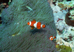 Datacraft Sozaijiten - 035 Corals and Marine Creatures (200xHQ) WFw0Wput