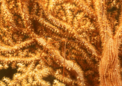 Datacraft Sozaijiten - 035 Corals and Marine Creatures (200xHQ) WyG3EhH3