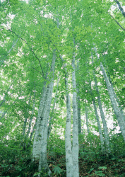 Datacraft Sozaijiten - 134 Forests & Light Falling Through Trees (200xHQ) AIaOkemw