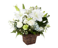 Цветы на белом фоне (flowers) D1aTGNab