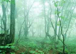 Datacraft Sozaijiten - 134 Forests & Light Falling Through Trees (200xHQ) D200Sjfu