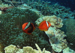 Datacraft Sozaijiten - 035 Corals and Marine Creatures (200xHQ) FzcRVO7E