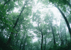 Datacraft Sozaijiten - 134 Forests & Light Falling Through Trees (200xHQ) JtUYT1fK