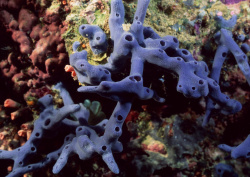 Datacraft Sozaijiten - 035 Corals and Marine Creatures (200xHQ) PMjUPQPE