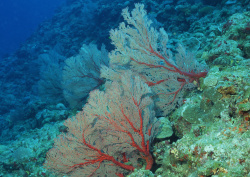 Datacraft Sozaijiten - 035 Corals and Marine Creatures (200xHQ) Q8cw73ZC