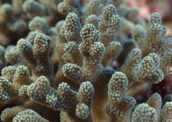 Datacraft Sozaijiten - 035 Corals and Marine Creatures (200xHQ) Ul9G1RnX