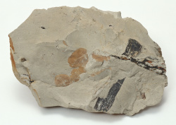 Datacraft Sozaijiten - 011 Fossils (200xHQ) Zk1IAzGa
