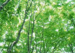 Datacraft Sozaijiten - 134 Forests & Light Falling Through Trees (200xHQ) ZuvWbEbW